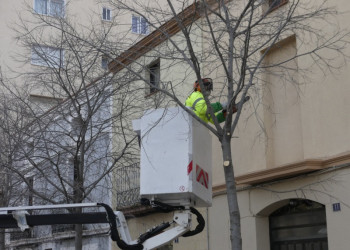 Realitzem els treballs de poda i cura dels arbres públics