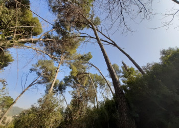 Treballem en l'adequació i millora de l'arbrat del camí dels Horts afectat pel fort episodi de vent del mes de gener passat