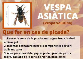 Cartell detecció vespa asiàtica