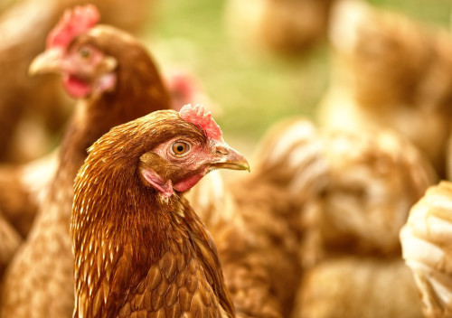 Consells i mesures de prevenció davant la grip aviar