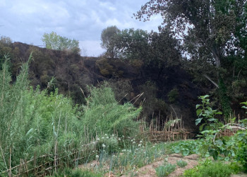 Investiguem la causa de l'incendi que aquesta tarda ha cremat uns 3.000 metres quadrats de matoll i canyes al torrent Gran
