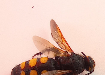 Des de l'Ajuntament d'Abrera us informem dels diferents tipus de vespes que es troben al nostre territori. Vespa Megascolia maculata