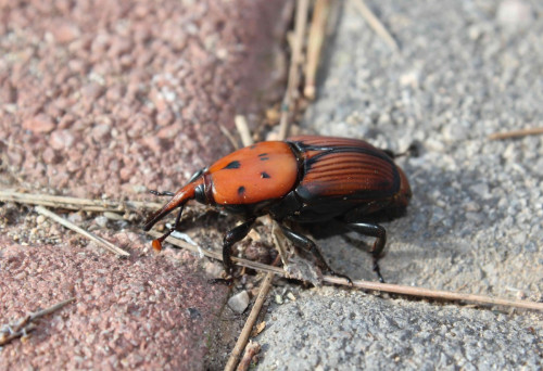 Morrut de les Palmeres