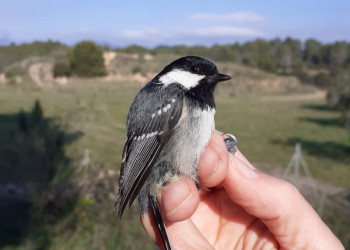 Gaudim de la jornada d'anellament de SEO/BirdLife a Santa Maria de Vilalba, el diumenge 14 de novembre