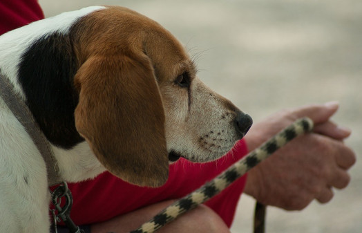 Vetllem pels drets de les nostres mascotes i les obligacions dels seus propietaris i propietàries. Per una Abrera neta!