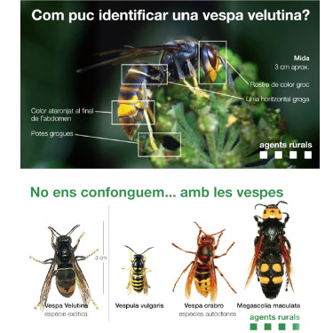 Des de l'Ajuntament d'Abrera us informem dels diferents tipus de vespes que es troben al nostre territori. No confondre, no tot és vespa asiàtica!