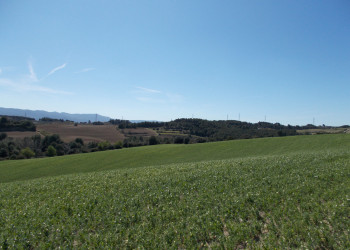 Camps de cultiu a la zona de Sant Ermengol, Abrera.