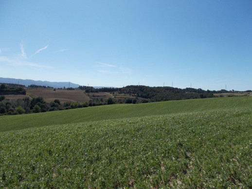 Camps de cultiu a la zona de Sant Ermengol, Abrera.