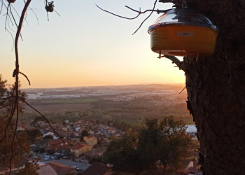 Iniciem la campanya de trampeig de la vespa asiàtica amb la instal·lació de 13 trampes