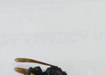 Des de l'Ajuntament d'Abrera us informem dels diferents tipus de vespes que es troben al nostre territori. Vespa asiàtica