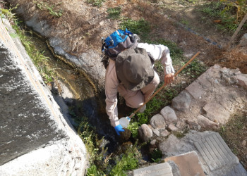 Continua la campanya de control del mosquit tigre a Abrera mitjançant el conveni amb el Servei de Control de mosquits del Baix Llobregat