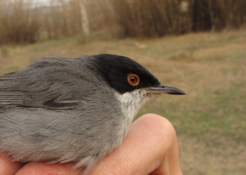 Nova jornada d’anellament científic dels ocells de l’espai fluvial del municipi d'Abrera a càrrec de SEO/BirdLife amb el suport del nostre Ajuntament