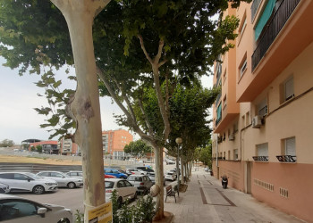 El dijous 29 de juliol realitzarem un tractament fitosanitari pel control de la Mosca Blanca en els plataners del nostre municipi