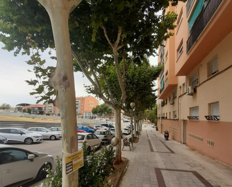 El dijous 29 de juliol realitzarem un tractament fitosanitari pel control de la Mosca Blanca en els plataners del nostre municipi