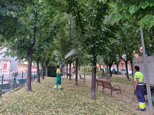 Duem a terme una actuació preventiva als til·lers de la plaça de la Constitució del nostre municipi