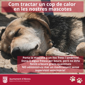 Consells per a les teves mascotes durant l'estiu