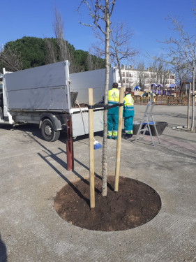 Des de l’Ajuntament d’Abrera continuem amb la plantació d'arbres com una mesura fonamental per a promoure la sostenibilitat ambiental, avançar en els ODS i crear refugis climàtics