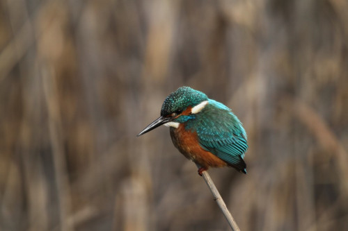 El blauet (Alcedo atthis) és una de les espècies d’ocells indicadores d’ecosistemes riberencs ben conservats, que es troba present a Abrera, durant bona part de l’any (fotografia: Xavier Larruy)