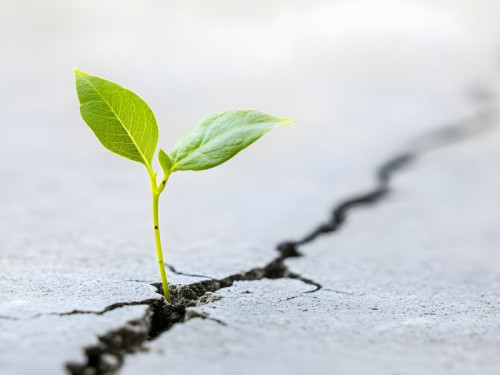 Formació de resiliència motivadora 'Si la vida et dona llimones, fes llimonada!'