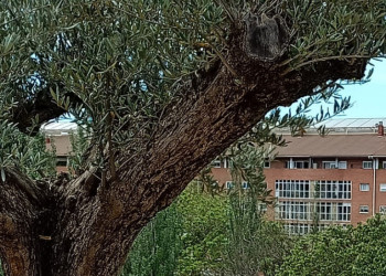 Acompanyem els familiars en l'acte d’homenatge a les persones del Baix Llobregat deportades als camps de concentració nazis
