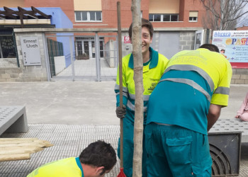 Des de l’Ajuntament d’Abrera continuem amb la plantació d'arbres com una mesura fonamental per a promoure la sostenibilitat ambiental, avançar en els ODS i crear refugis climàtics