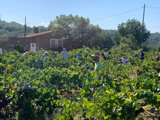 Un centenar de persones gaudeixen de la Verema Solidària al Celler de Can Morral del Molí