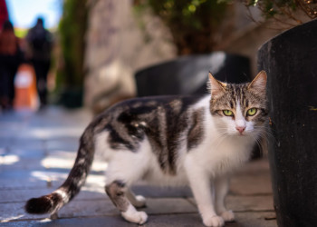 Fem una crida al civisme i al respecte per les colònies felines d’Abrera davant els actes vandàlics registrats al barri de Ca n'Amat