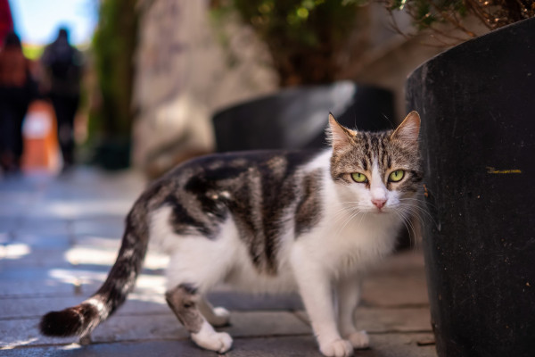 Fem una crida al civisme i al respecte per les colònies felines d’Abrera davant els actes vandàlics registrats al barri de Ca n'Amat