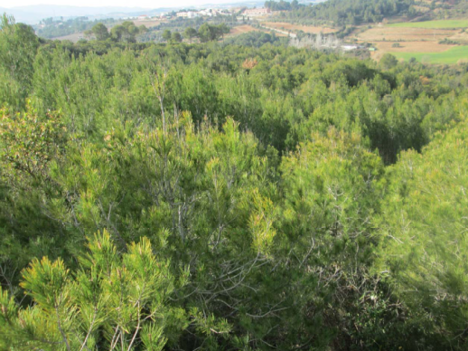 Massa forestal Abrera