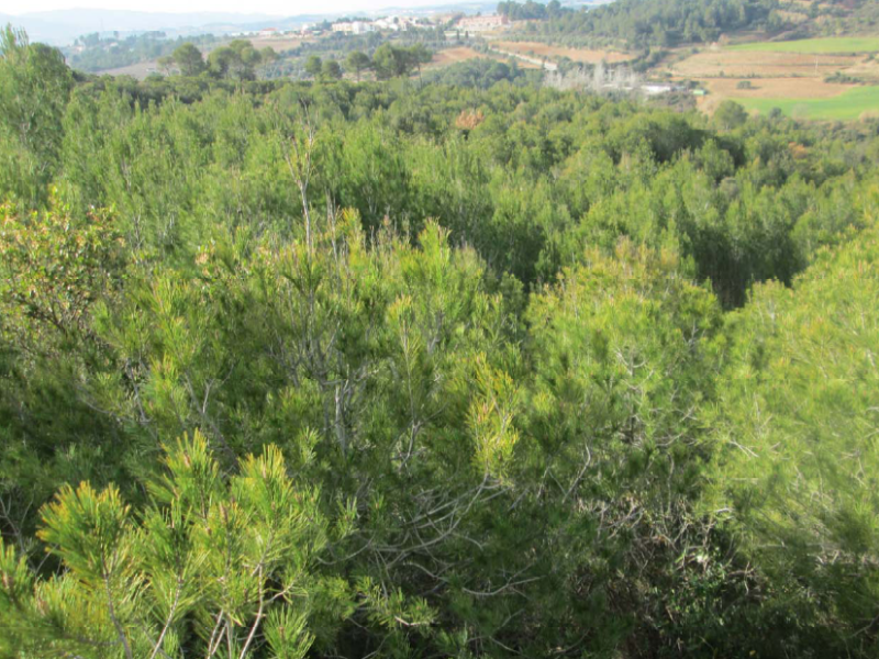 massa forestal abrera bosc