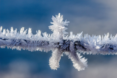 neu i fred