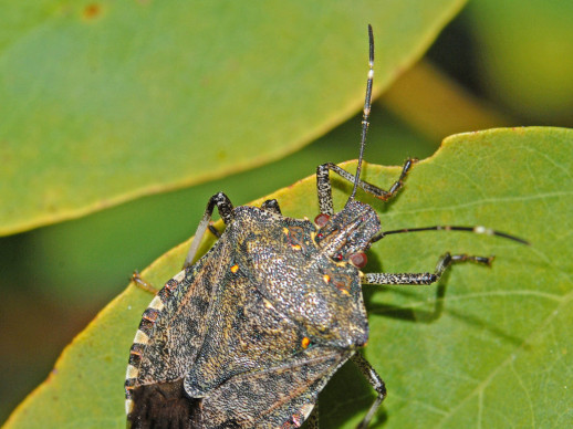 Una nova plaga introduïda ataca els arbres fruiters, ornamentals i conreus hortícoles