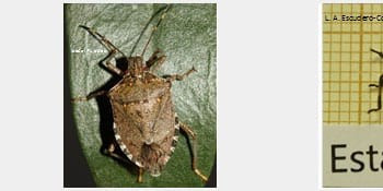 Una nova plaga introduïda ataca els arbres fruiters, ornamentals i conreus hortícoles