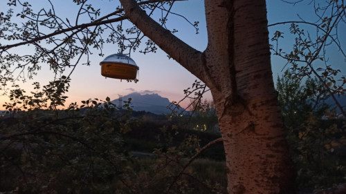 Iniciem la campanya de trampeig de la vespa asiàtica amb la instal·lació de 13 trampes