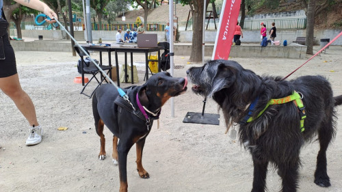 A Abrera cuidem els animals de companyia! Censem prop d'una vintena de mascotes en el barri de Can Vilalba d'Abrera