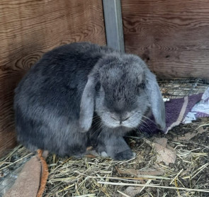 Abrera continua promovent la tinença responsable d’animals! Busquem llar per a 7 conills abandonats