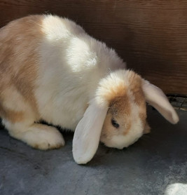 Abrera continua promovent la tinença responsable d’animals! Busquem llar per a 7 conills abandonats